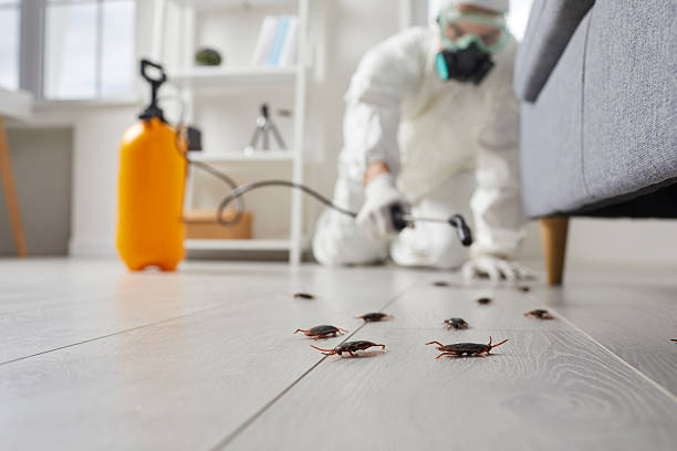 Commercial Rodent Management in Damascus